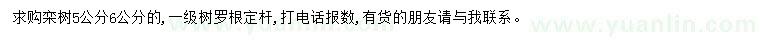 求购5、6公分栾树