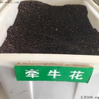 哪里有卖牵牛花种子？多少钱一斤？