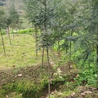 四川红豆杉种植基地.哪里有红豆杉出售.大量批发2-15公分