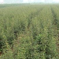 湖南适合种植木瓜树吗？