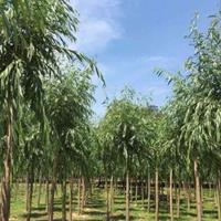 金丝垂柳种植技术方法