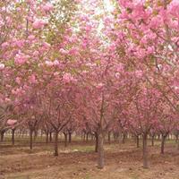 基地常年供应樱花 日本樱花晚樱花早樱花