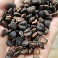 江苏哪里有卖白玉兰种子的？