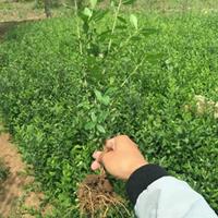 小叶女贞·小叶女贞图片·小叶女贞种植基地