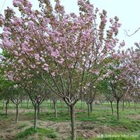 樱花·樱花图片·樱花种植基地