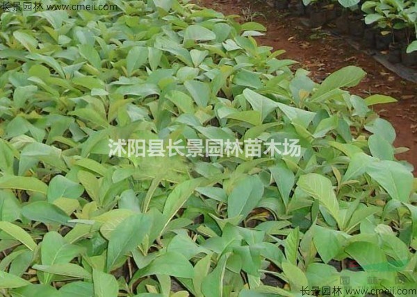 柚木種子去哪裏買比較好？