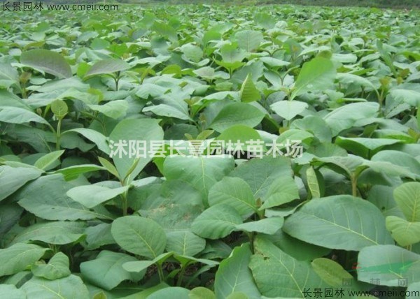 柚木種子去哪裏買比較好？