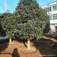 桂花·桂花图片·桂花种植基地