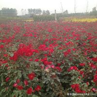 丰花月季·丰花月季图片·丰花月季种植基地