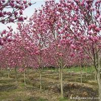 红玉兰·红玉兰图片·红玉兰种植基地