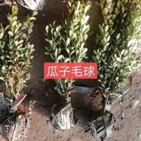 江苏大叶黄杨基地瓜子黄杨价格卫矛价格扶芳藤批发小叶扶芳藤