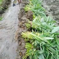 水生植物基地再力花价格旱伞草价格睡莲价格梭鱼草价格