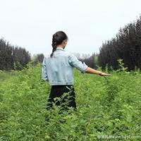 大量蔷薇·蔷薇基地·蔷薇图片