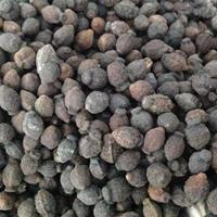 请问紫茉莉的种子哪里能买到？