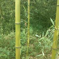 4.5公分青竹多少钱能买到？