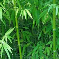 2公分刚竹什么价格？