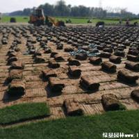 黑麦草草坪·黑麦草草坪图片·黑麦草草坪种植基地