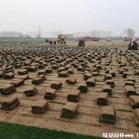 高羊茅草坪·高羊茅草坪图片·高羊茅草坪种植基地