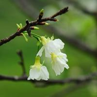 山樱和日本樱花的区别