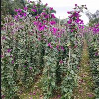 供应两米高三角梅紫花柱形，四川宜宾货源