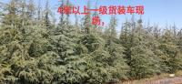 云南四米以上一*雪松装车现场