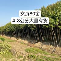 80亩女贞，好品质好价格，上海宁桃园苗木