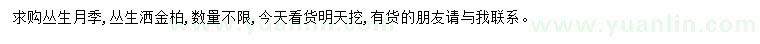 求购生月季、洒金柏