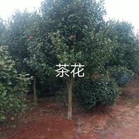 大小规格江西九江茶花基地