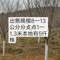 大小规格樱花 江西樱花树 南昌樱花价格基地