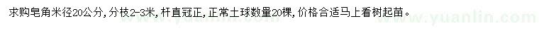 求购米径20公分皂角