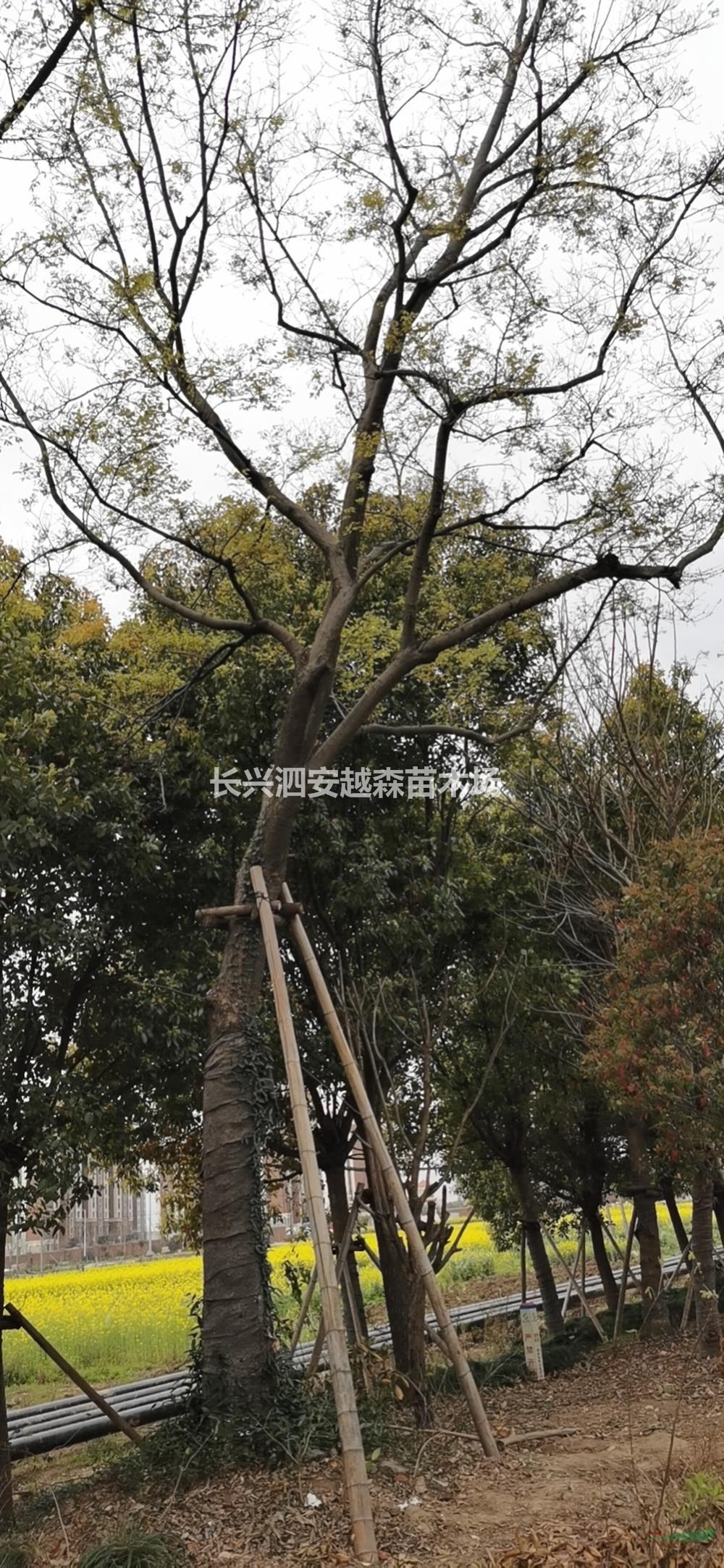 浙江供应樸樹 湖州樸樹价格 大小规格樸樹规格齐全