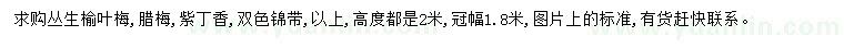 求购丛生榆叶梅、腊梅、紫丁香等