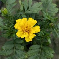 草花基地孔雀草出售 橙色黄色孔雀草绿化苗出售 孔雀草草花批发