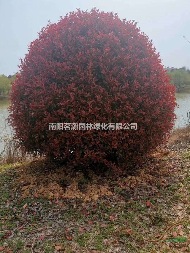 大量3-3.5米精品紅葉石楠球
