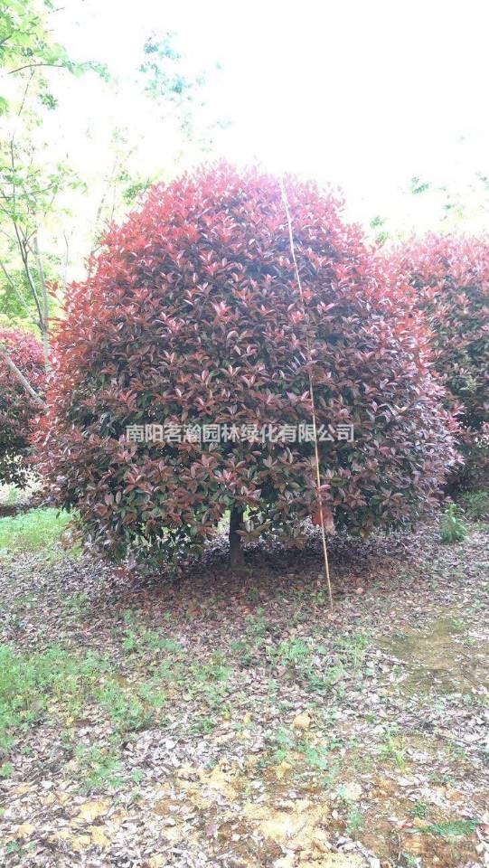 大量3-3.5米精品紅葉石楠球