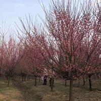 供应红梅树 8公分红梅树苗价格 绿梅树苗 各种梅花基地