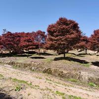 大小规格中国红枫 红枫低价出售 红枫农户直销基地