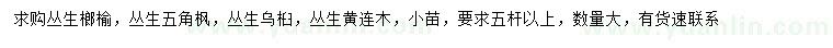 求购丛生榔榆、丛生五角枫、丛生乌桕等