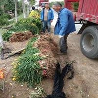 供应金娃娃萱草 金娃娃萱草价格 地被植物 量大价低 基地直销