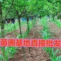 苗圃批发樱花树苗庭院绿化花木工程苗庭院别墅公园观赏风景树苗