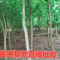 金叶银杏树白果树庭院绿化树苗植物四季苗圃直销绿叶