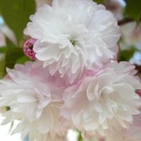 松前红笠樱花  国际畅销品种  供应培育樱花小苗