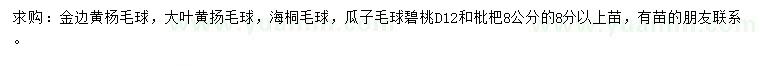 求购金边黄杨球、大叶黄杨球、海桐球等