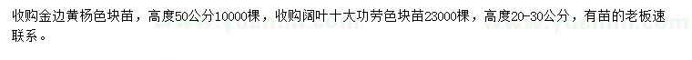 求购高50公分金边黄杨、高20-30公分阔叶十大功劳