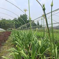 蓝花君子兰双色杯，蓝花君子兰特性，花镜植物蓝花君子兰