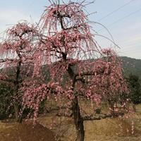 吴江垂枝梅 比茶花  更保值的梅花品种	