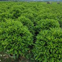 广东佛山A货【非洲茉莉】 基地直销，量大从优