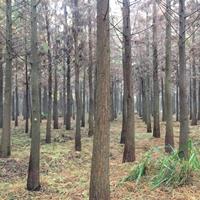 特价处理水杉、池杉、中山杉