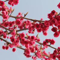 红花高盆樱（京红早樱） 樱花栽培要点