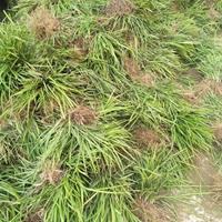 麦冬 麦冬草